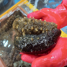 통영 해녀 채취 싱싱 참해삼 자연산 산지직송, 1개, 멍게 1kg+해삼 500g