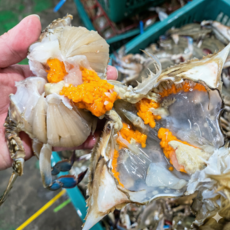 팔도맛자랑 산지직송 국내산 활 생물 알배기 암꽃게, 1개, 1kg(5-6미)