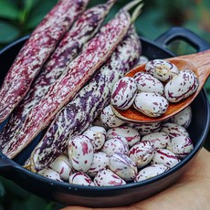 [영양만점!] 포실포실 밤맛이 나는 강원도 건조 호랑이콩, 1개, 1kg