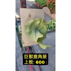 霏霏園藝 巨獸鹿角蕨 庭院上板植物 淨化空氣, 1個