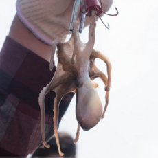 당일조업 서해안 싱싱 급냉 쭈꾸미 절단X, 1박스, 1kg(7-12미 내외)