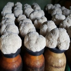 노루궁뎅이버섯키우기 배지 4개묶음 국내산참나무 톱밥베지 버섯키트 학교 유치원 어린이집 자연체험, 4개