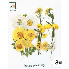 체크스토리 압화 컬러가든시리즈 누름꽃 꽃송이 압화재료 공예, 옐로우15(3팩), 옐로우