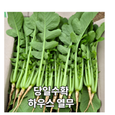 [산청마을] 산지직송 당일수확 하우스 어린 열무, 1개, 8kg