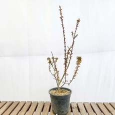 특품 금희 단풍 나무 묘목 분재 반려 식물 인테리어 식집사 화분 키우기, 1개