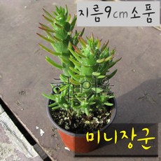 [선인장] 미니장군 지름 9cm 소품화분 (좋은흙만 사용한 건강한식물), 1개, 상세페이지 참조