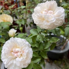 米蘭達 Miranda 英國奧斯汀玫瑰 波浪花瓣 四季開 大輪 中香, 7-8吋盆, N/A