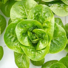 농협선별 국내산 유러피안 샐러드 6종 600g 1kg, 01.국내산 유러피안 샐러드 600g (4-6종), 1개