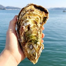 삼배체굴 대왕굴 석화 하프셀 바위굴 벚굴, 1박스, 1KG (3미내외)