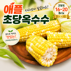 [은채담] 애플초당옥수수 꿀브릭스 달콤달콤 초당옥수수, 1박스, 애플초당 특품 10개입