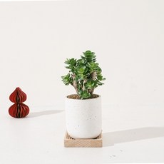 森林有塊田 辦公室植物, 綠色, 1個