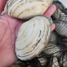 자연산 생물 우럭조개 500g 6미 내외, 1개, 500g  내외(6미 내외)