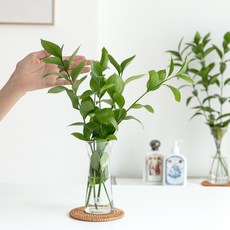 피플랜트 루스커스 생화 키우기쉬운 수경재배식물 수생식물 수중식물, (소형) 루스커스, 1개