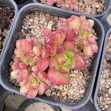 춥스철화 1호 다육이 플랜테리어 홈가드닝 공기정화식물