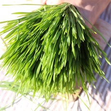 에바다 밀 새싹, 1박스, 더블600g, 600g