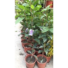 霏霏園藝 大花許願藤 仿真植物 居家裝飾 綠植盆栽, 1個