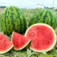 [품질보장] 고당도 하우스 수박 3kg 4kg 5kg, 1개, 수박 5kg 전후