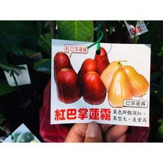 霏霏園藝 紅巴掌蓮霧 4.5吋