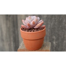 묵은 미스진 분째배송 반려식물 플랜테리어 미인 희귀 다육이