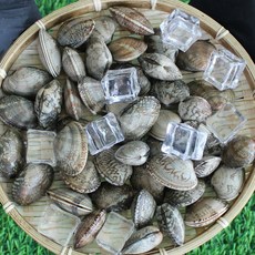 중국산 왕바지락 2kg 문어 바지락 산소포장, 1개