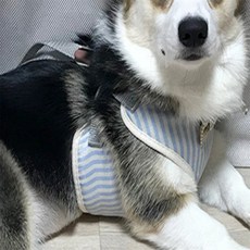 강아지 외출용 하네스 조끼타입 줄포함 애견줄, 핑크도트 M