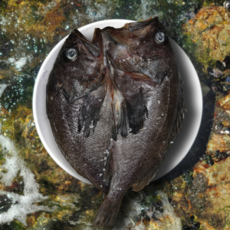 반건조 손질 우럭 통영 청정 해역에서 잡은 우럭 2미 500g, 1개