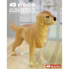 골든 리트리버 해부학 모델 의대생용 수의학 교육 4D 비전, 1개