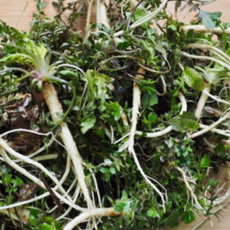 [한스푼푸드] 노지 냉이 손질 세척냉이 500g, 1개