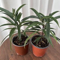 알리고무나무 1+1 소형 키우기쉬운 온정원 공기정화식물, 2개, .