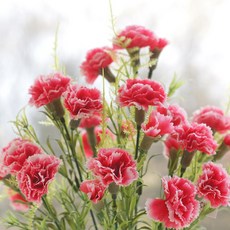 27송이 카네이션 조화꽃, 핑크믹스, 1개