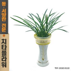 치타플라워 동양란 철골소심 [CD04-002] 승진 개업 축하 난 동양난 영전 취임 생일 선물 화분 고급 란 전국 배송 꽃배달, 1개