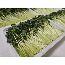 새싹채소 무순 150g, 5개