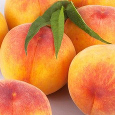 노씨고집 산지직송 고당도 황도복숭아, 1개, 1kg중대과