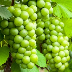 샤인머스켓 2kg 포도 경북 김천 영천 과일 샤인머스캣 청포도 3-5수, 1개