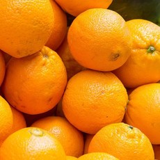 수입과일 네이블 오렌지 5과/개당240g내외 [FD]