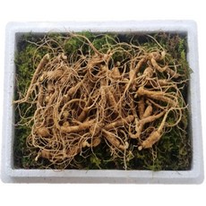 천생삼 산양산삼 못난이 파지삼 5~6년근 B급 50g 산삼 산양삼 장뇌삼, 100g