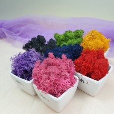 실내공기정화 스칸디아모스 화분 핸드메이드 DIY 세트 방과후 체험학습, 달콩(4+1), 레드