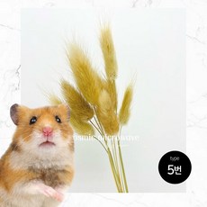 코스믹 마이크로웨이브 햄스터 꽃베딩-TYPE.5 라그러스 오바투스, 1개, 13g