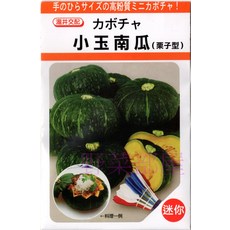 【野菜部屋】小玉南瓜種子 手のひらサイズ 高粉質 迷你南瓜, 1包