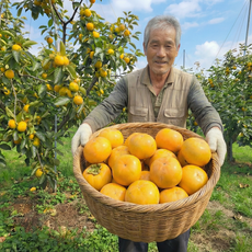 [부분환불보장] 고당도선별 단감 프리미엄 특품, 1개, 1kg 가정품 5개 내외 중소과