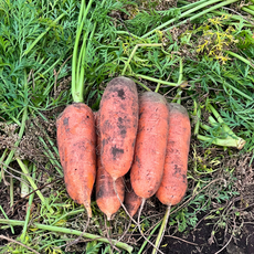 [4월특가] 구좌당근 산지직송 제주신선 맛보장, 1박스, 5kg (중)