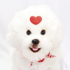 골지하트B 강아지머리핀 반려동물 고양이, 플라스틱핀, 레드, 1개