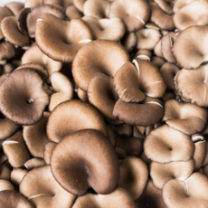 느타리버섯, 2개, 200g