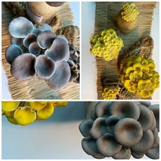 집에서 버섯키우기 키트 느타리버섯 1+1, 금빛느타리1+1