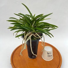 소엽풍란 8cm 검포트 난초 반려식물 제이팜, 1개