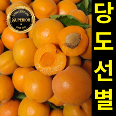 [26년햇수확] 새콤달콤 제철 살구 산지직송, 1세트, 1kg