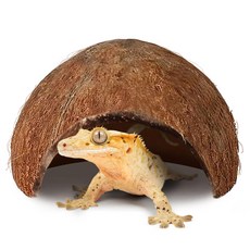 SunGrow Coconut Hut for Crested Gecko 5x3 Inches Reptile Climbing Hide Leopard Gecko Tank Cage, 1 조각