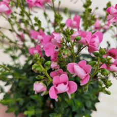 다이아시아 분홍꽃 1+1+받침포함 다년생 야생화, 2개