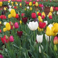 [풀떼기] 유럽 튤립 저온처리 구근 혼합 50개