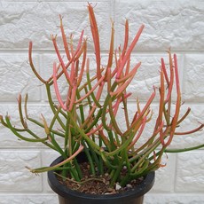 파티오라금15 - 연필선인장, 1개